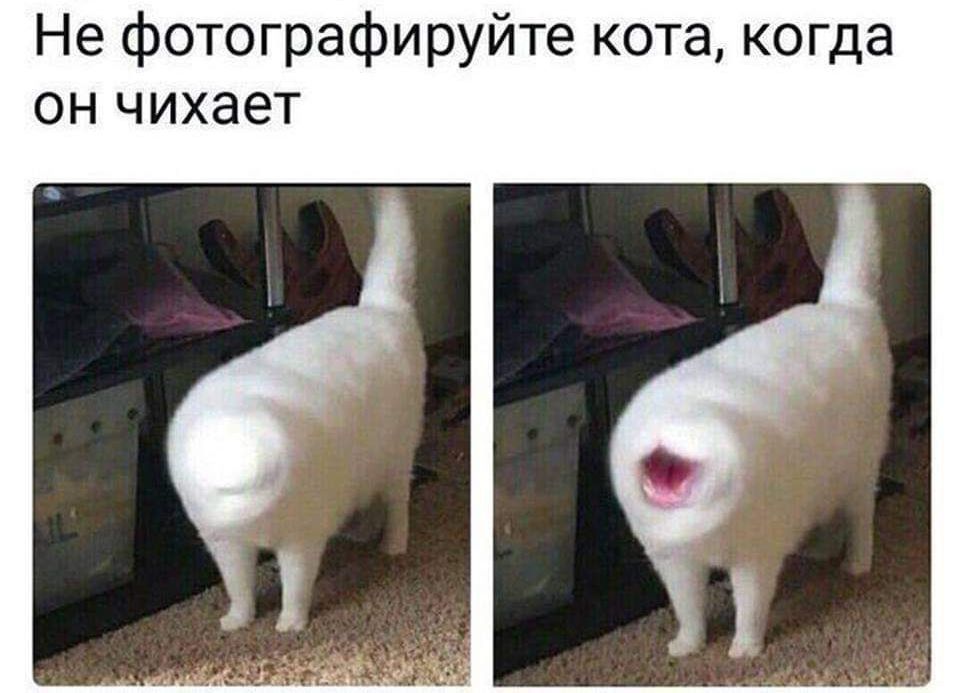 Не фотографируйте кота когда он чихает