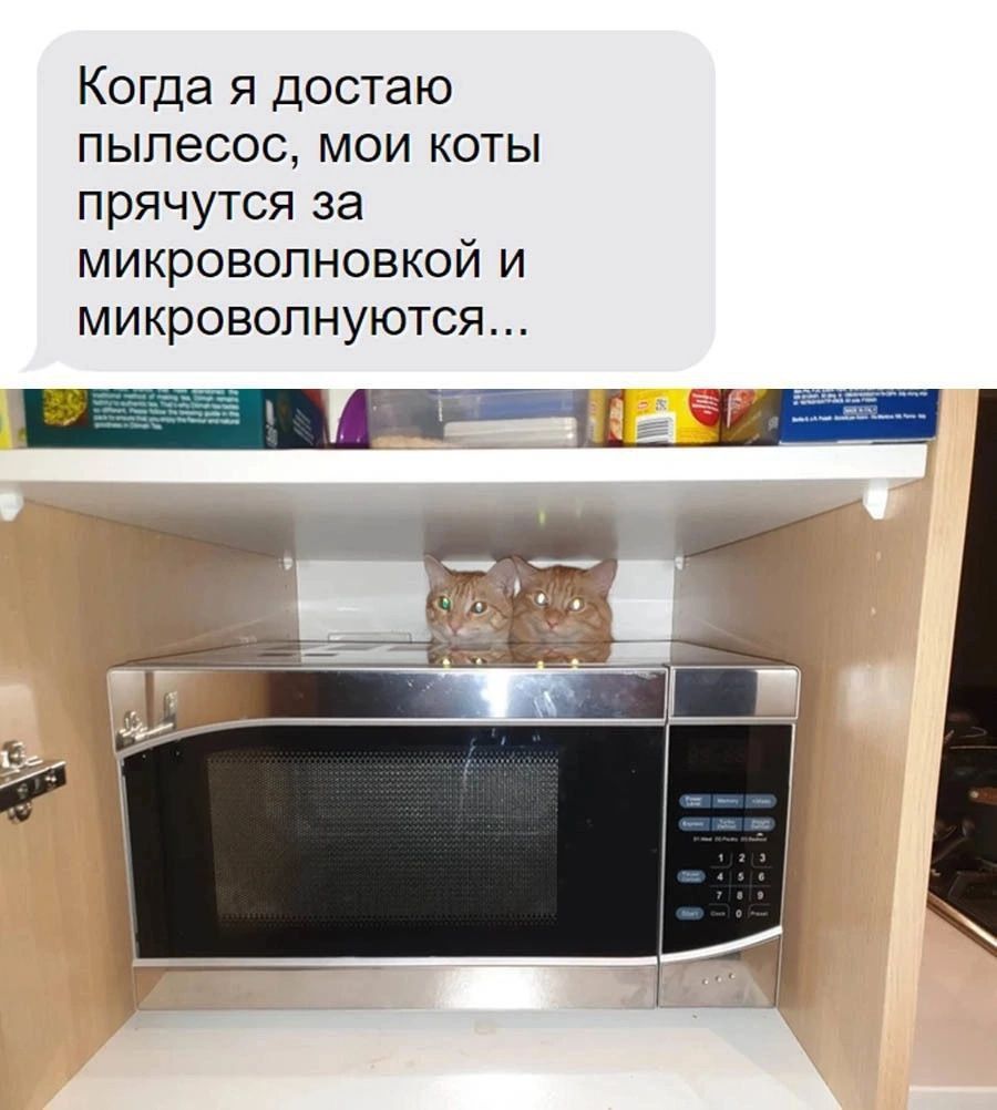 Когда я достаю пылесос мои коты прячутся за микроволновкой и микроволнуются