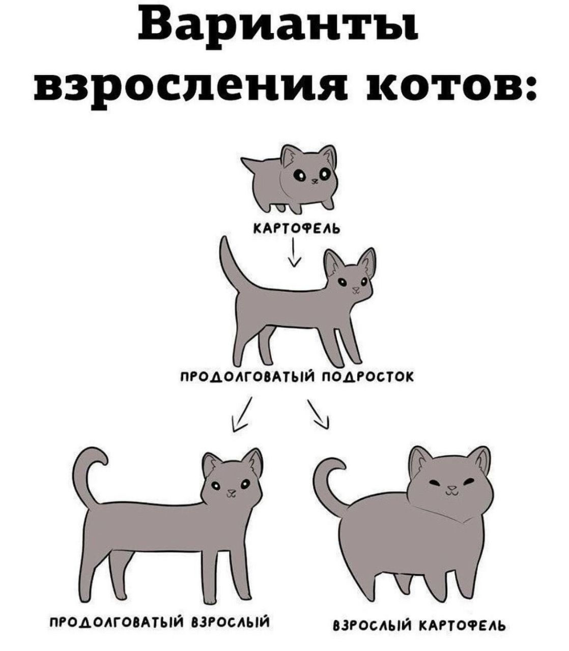 Варианты взросления котов КАРТОФЕЛЬ ПРОДОЛГОВАТЫЙ ПОДДРОСТОК э1 й ПРОДОЛГОВАТЬЙ ВЗРОСЛЫЙ ВЗРОСЛЫЙ КАРТОФЕЛЬ