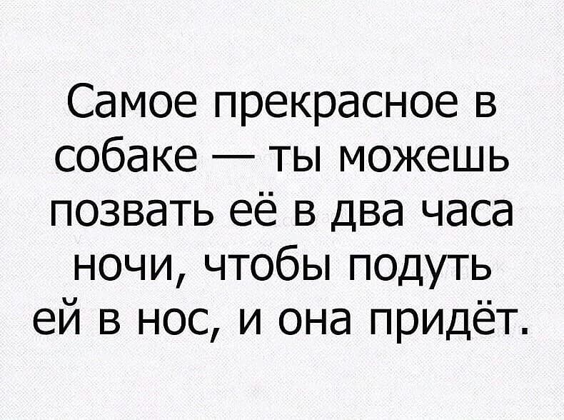 Самое прекрасное в собаке ты можешь позвать её в два часа ночи чтобы подуть ей в нос и она придёт