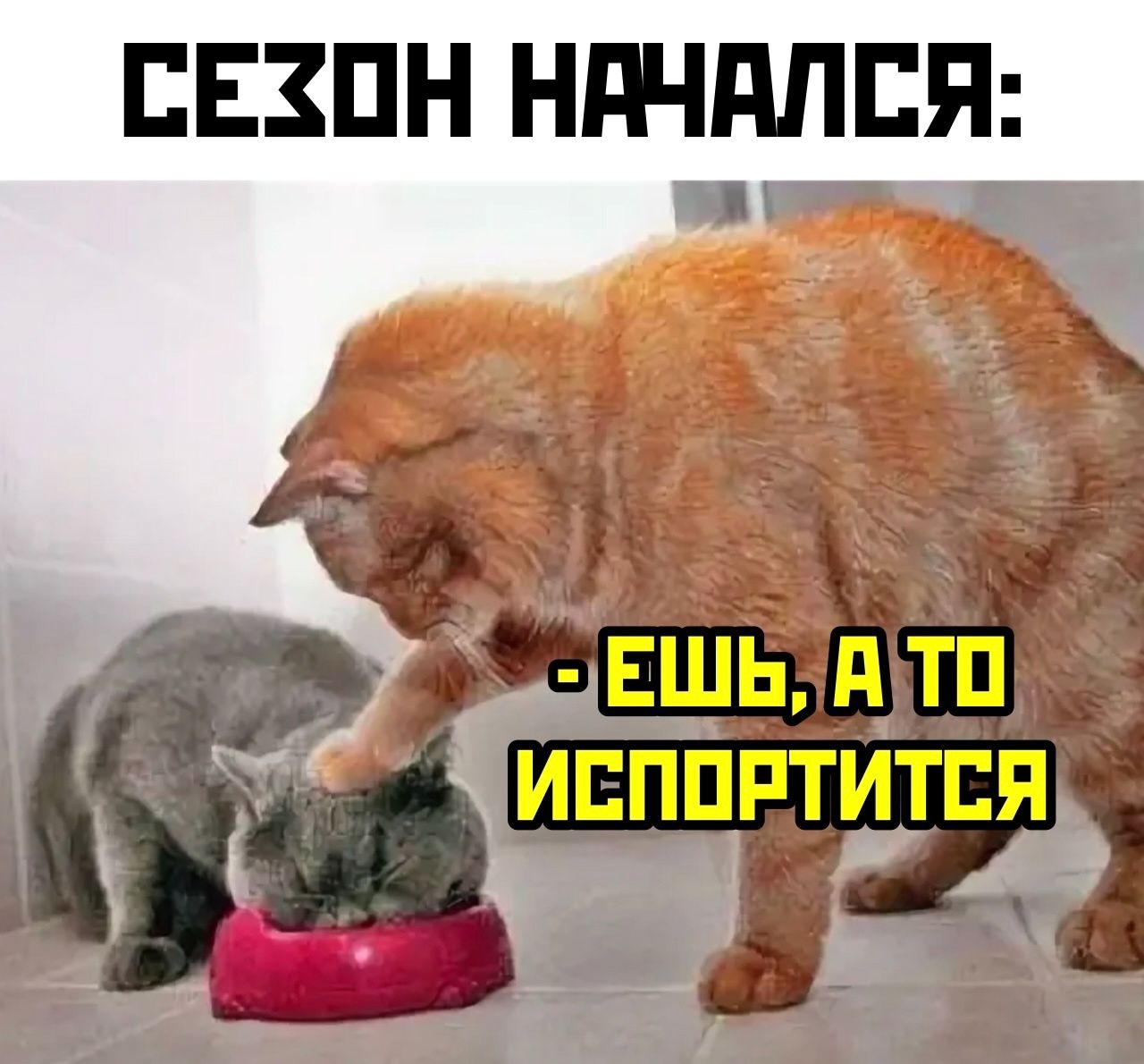 СЕЗОН НАЧАЛСЯ