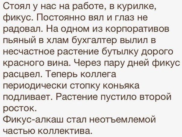 Стоял у нас на работе в курилке фикус Постоянно вял и глаз не радовал На одном из корпоративов пьяный в хлам бухгалтер вылил в несчастное растение бутылку дорого красного вина Через пару дней фикус расцвел Теперь коллега периодически стопку коньяка подливает Растение пустило второй росток Фикус алкаш стал неотъемлемой частью коллектива