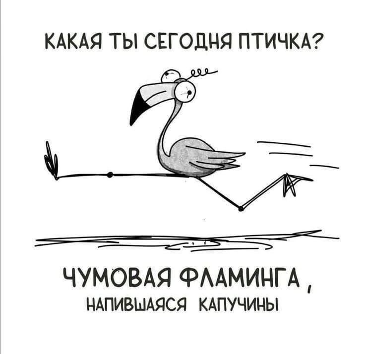 КАКАЯ ТЫ СЕГОДНЯ ПТИЧКА ЧУМОВАЯ ФЛАМИНГА НАПИВШАЯСЯ КАПУЧИНЫ