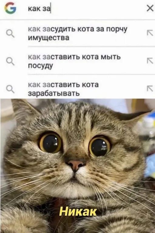 как за как засудить кота за порчу имущества как заставить кота мыть посуду как заставить кота зарабатывать