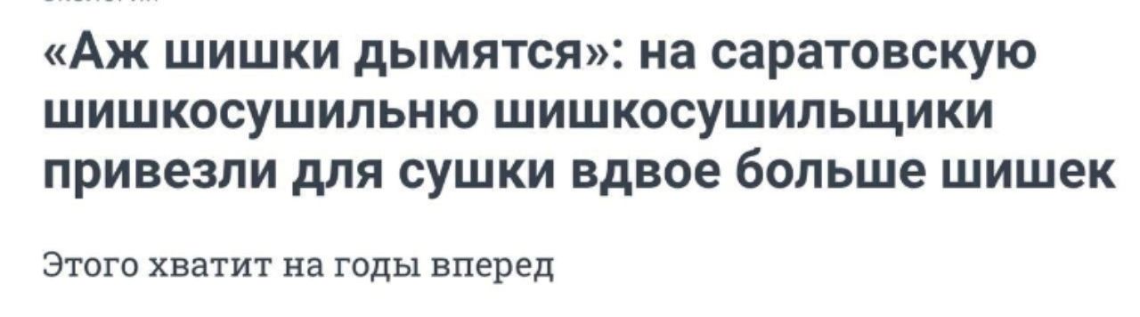 Аж шишки дымятся на саратовскую шишкосушильню шишкосушильщики привезли для сушки вдвое больше шишек Этого хватит на годы вперед