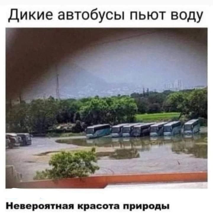 Дикие автобусы пьют воду Невероятная красота природы