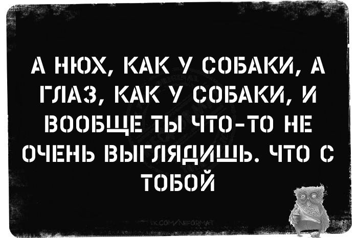 А нёх, как у собаки, а глаз, как у собаки, и вообще ты что-то не очень выглядишь. Что с тобой