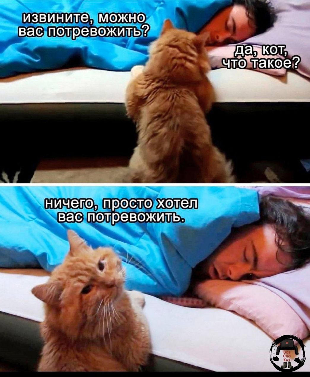 извините, можно вас потревожить? да, кот, что такое? ничего, просто хотел вас потревожить.