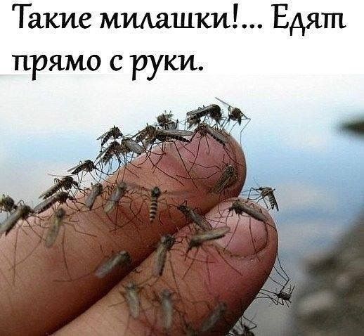 Такие милашки!... Едят прямо с руки.