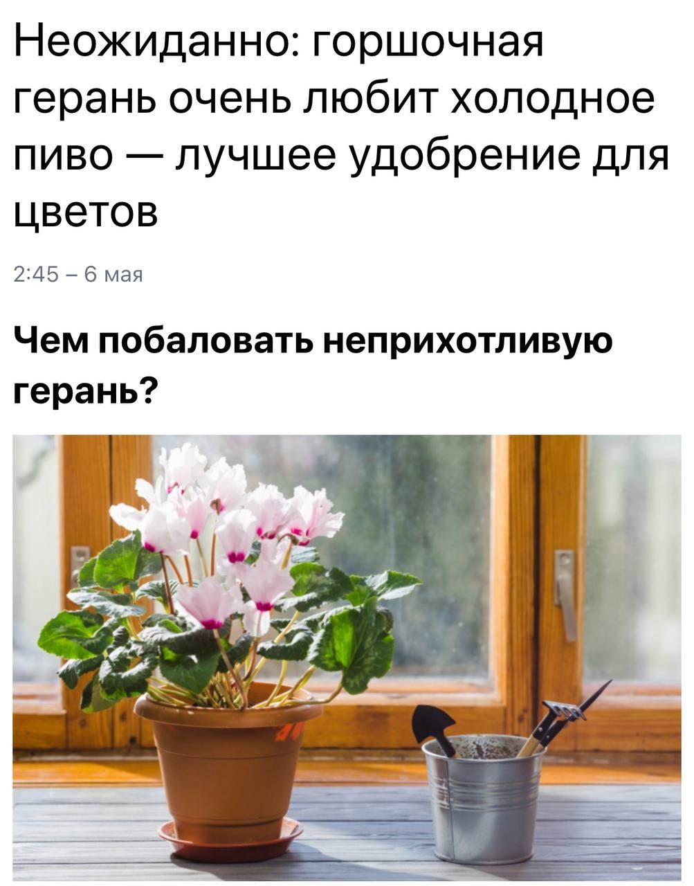 Неожиданно: герань очень любит холодное пиво — лучшее удобрение для цветов
Чем побаловать неприхотливую герань?