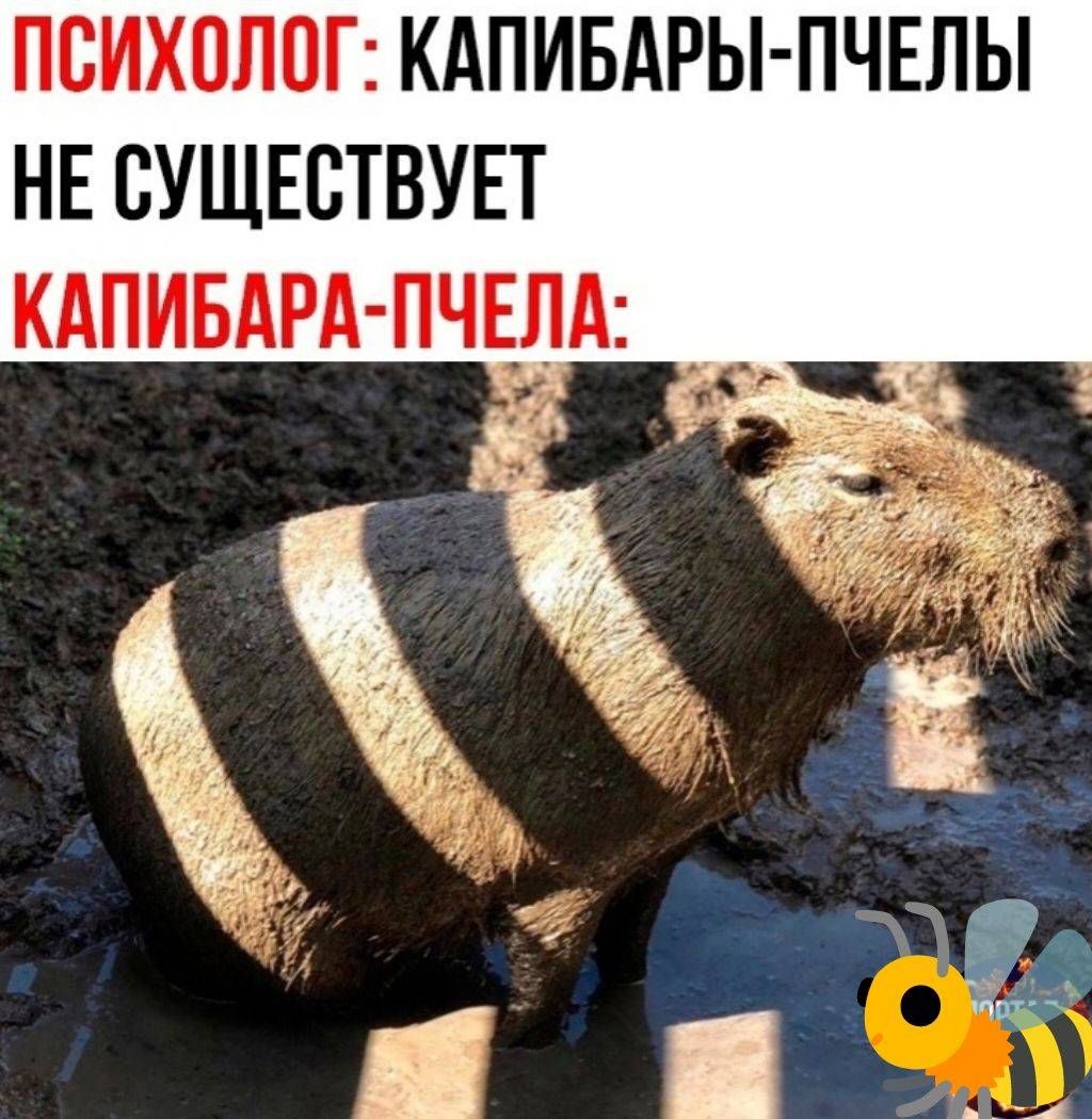 ПСИХОЛОГ: КАПИБАРЫ-ПЧЕЛЫ НЕ СУЩЕСТВУЕТ
КАПИБАРА-ПЧЕЛА: