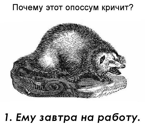 Почему этот опоссум кричит? 1. Ему завтра на работу.