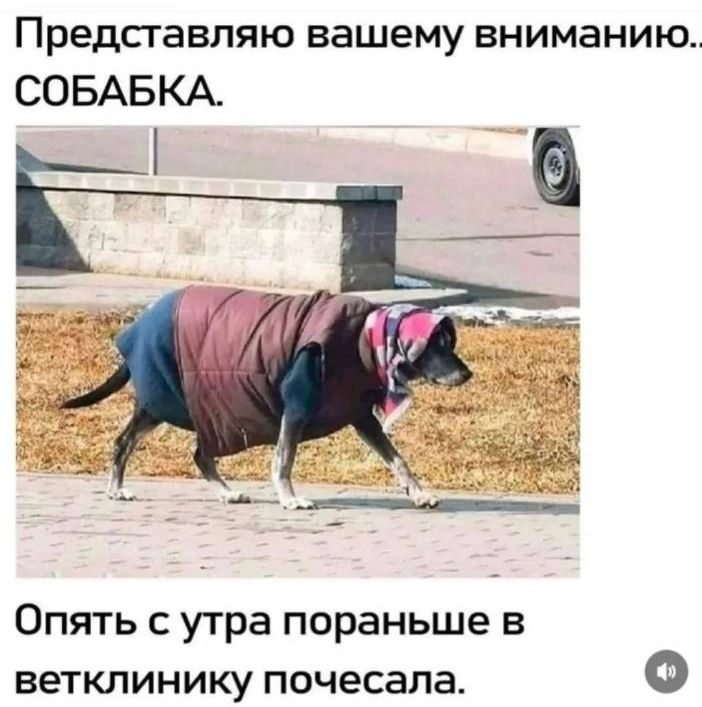 Представляю вашему вниманию.. СОБАКА.
Опять с утра пораньше в ветклинику почесала.