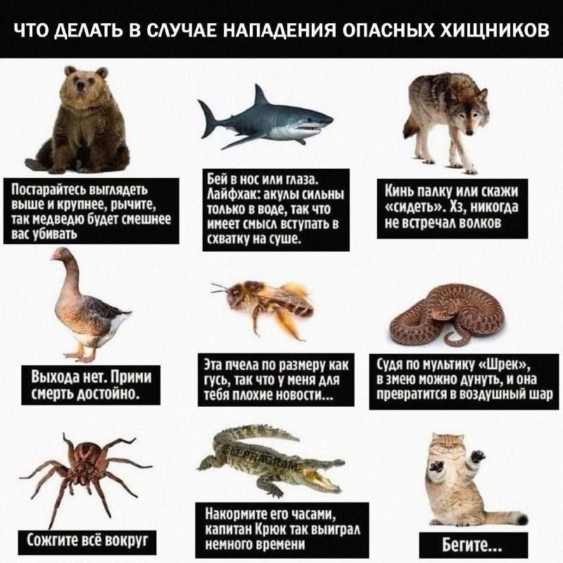 ЧТО ДЕЛАТЬ В СЛУЧАЕ НАПАДЕНИЯ ОПАСНЫХ ХИЩНИКОВ

1. Поставьте выглядеть выжидательно в крупные, дышите так, медведь будет смешнее и слабо вас убивать.

2. Бей в ноздри и глаза. Лайфхак: лучше сильны только в воде, так что не всегда вступать в схватку на суше.

3. Кинь палку или скажи «съесть». Уж, никогда не встречала волков.

4. Выхода нет. Прими смерть достойно.

5. Эта пчела по размеру как гусь, так что и мне для тебя плохие новости...

6. Судя по пушистым «Шерлок», он мог подумать дунуть, и она превратится в воздушный шар.

7. Сожмите всё вокруг.

8. Накормите его часами, капитан Крок выиграл время.

9. Бегите...
