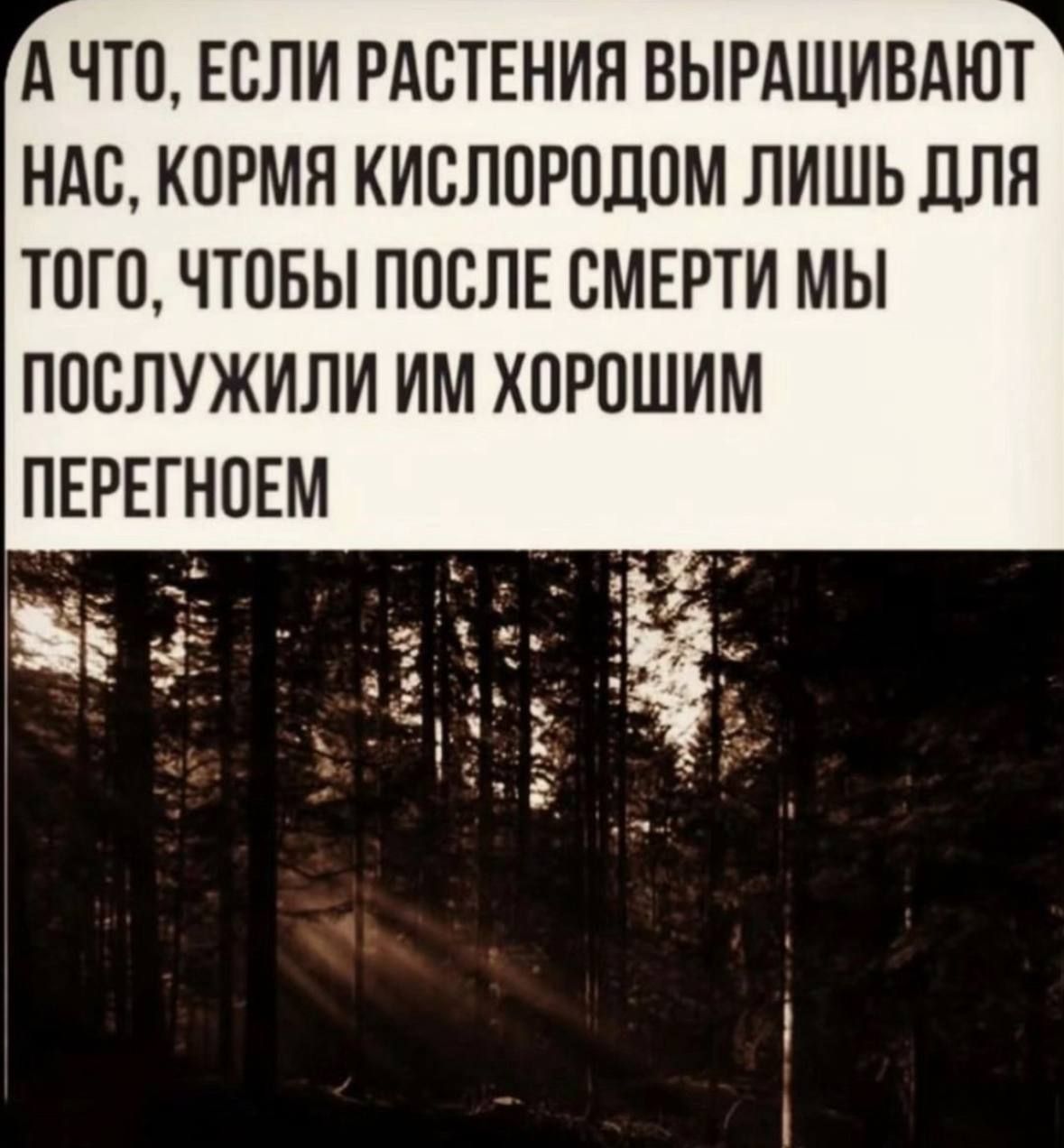 А ЧТО, ЕСЛИ РАСТЕНИЯ ВЫРАЩИВАЮТ НАС, КОРМЯ КИСЛОРОДОМ ЛИШЬ ДЛЯ ТОГО, ЧТОБЫ ПОСЛЕ СМЕРТИ МЫ ПОСЛУЖИЛИ ИМ ХОРОШИМ ПЕРЕГНЕМ