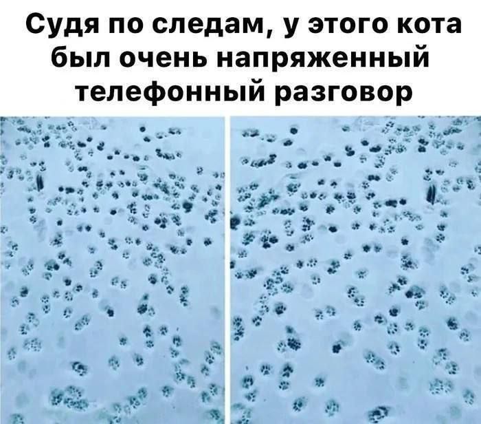 Судя по следам, у этого кота был очень напряжённый телефонный разговор