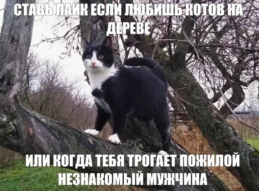 СТАВЬ ЛАЙК ЕСЛИ ЛЮБИШЬ КОТОВ НА ДЕРЕВЕ
ИЛИ КОГДА ТЕБЯ ТРОГАЕТ ПОЖИЛОЙ НЕЗНАКОМЫЙ МУЖЧИНА