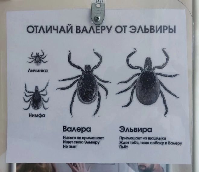 ОТЛИЧАЙ ВАЛЕРУ ОТ ЭЛЬВЫРИ

Личинка
Нимфа

Валера
Никогда не пришается
Ищет свою Эльвиру
Не пьет

Эльвира
Пришивается на шалашки
Ждет тебя, твою собаку и Валеру
Пьет