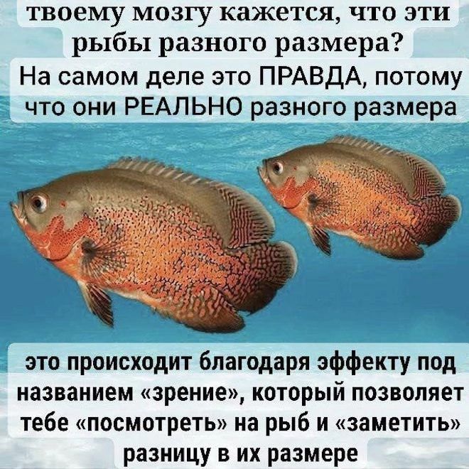 твоему мозгу может казаться, что эти рыбы разного размера? На самом деле это ПРАВДА, потому что они РЕАЛЬНО разного размера
это происходит благодаря эффекту под названием 