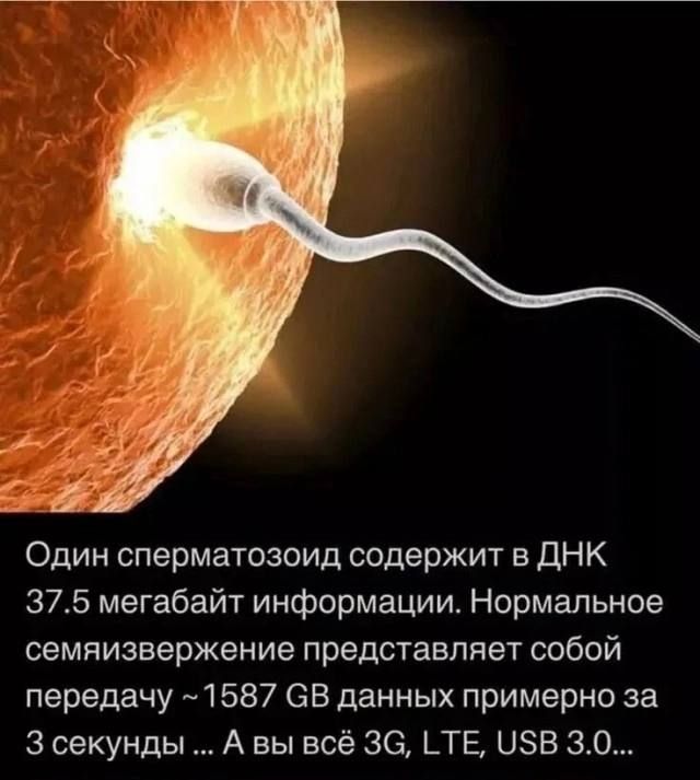 Один сперматозоид содержит в ДНК 37.5 мегабайт информации. Нормальное семяизвержение представляет собой передачу ~1587 GB данных примерно за 3 секунды ... А вы всё 3G, LTE, USB 3.0...
