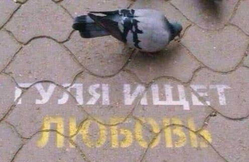 Гуляя ищет любовь