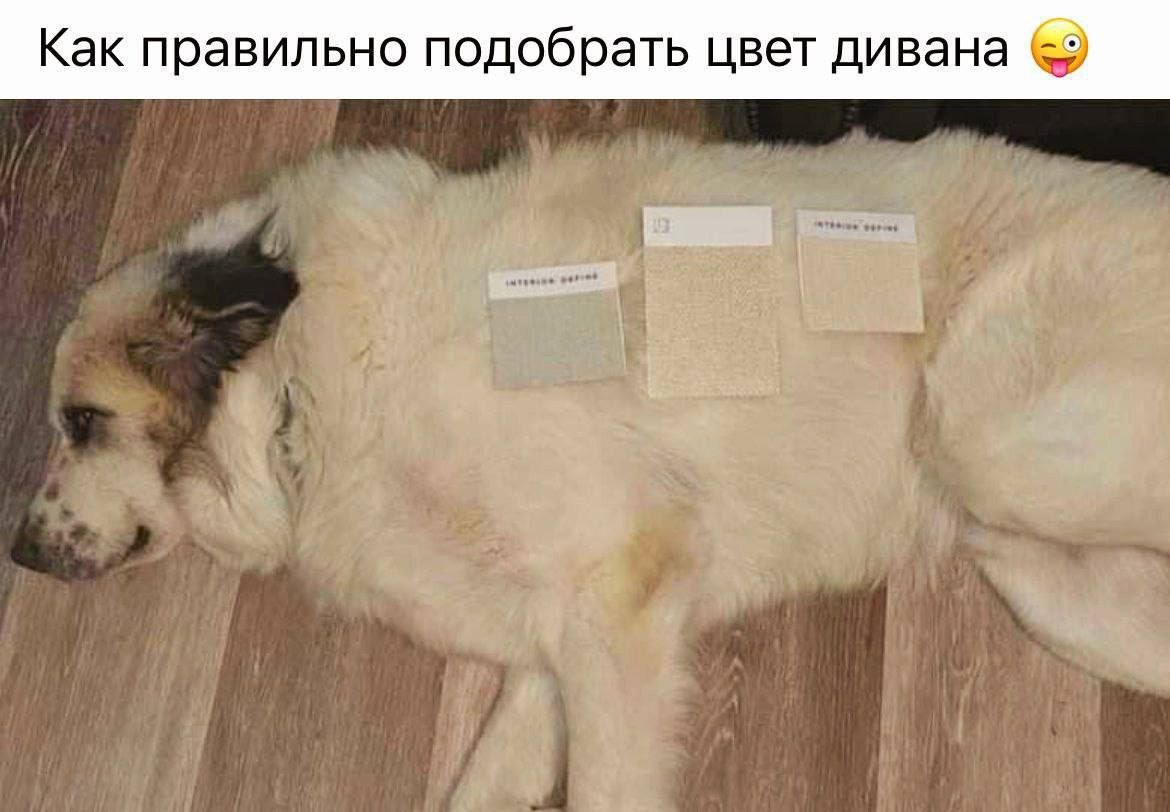 Как правильно подобрать цвет дивана