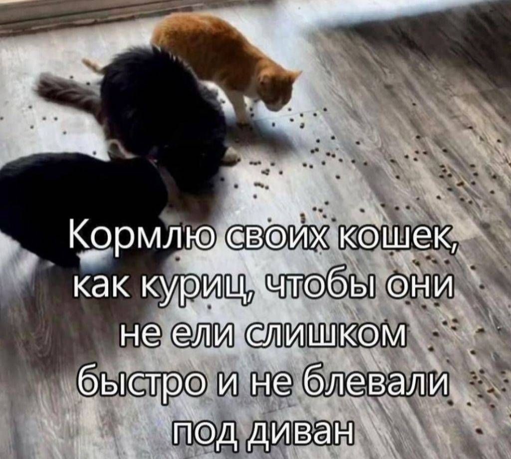Кормлю своих кошек, как куриц, чтобы они не ели слишком быстро и не блевали под диван