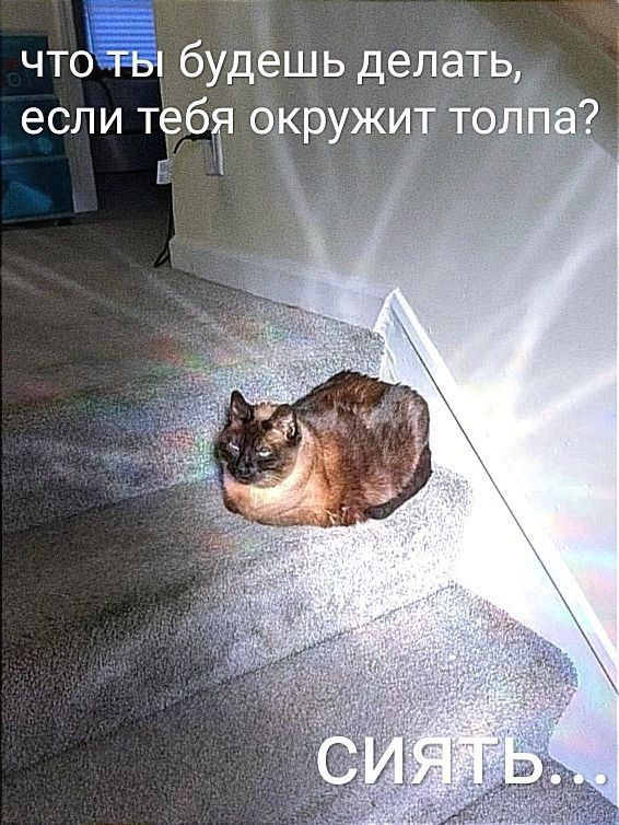 что ты будешь делать, если тебя окружит толпа? СИЯТЬ...