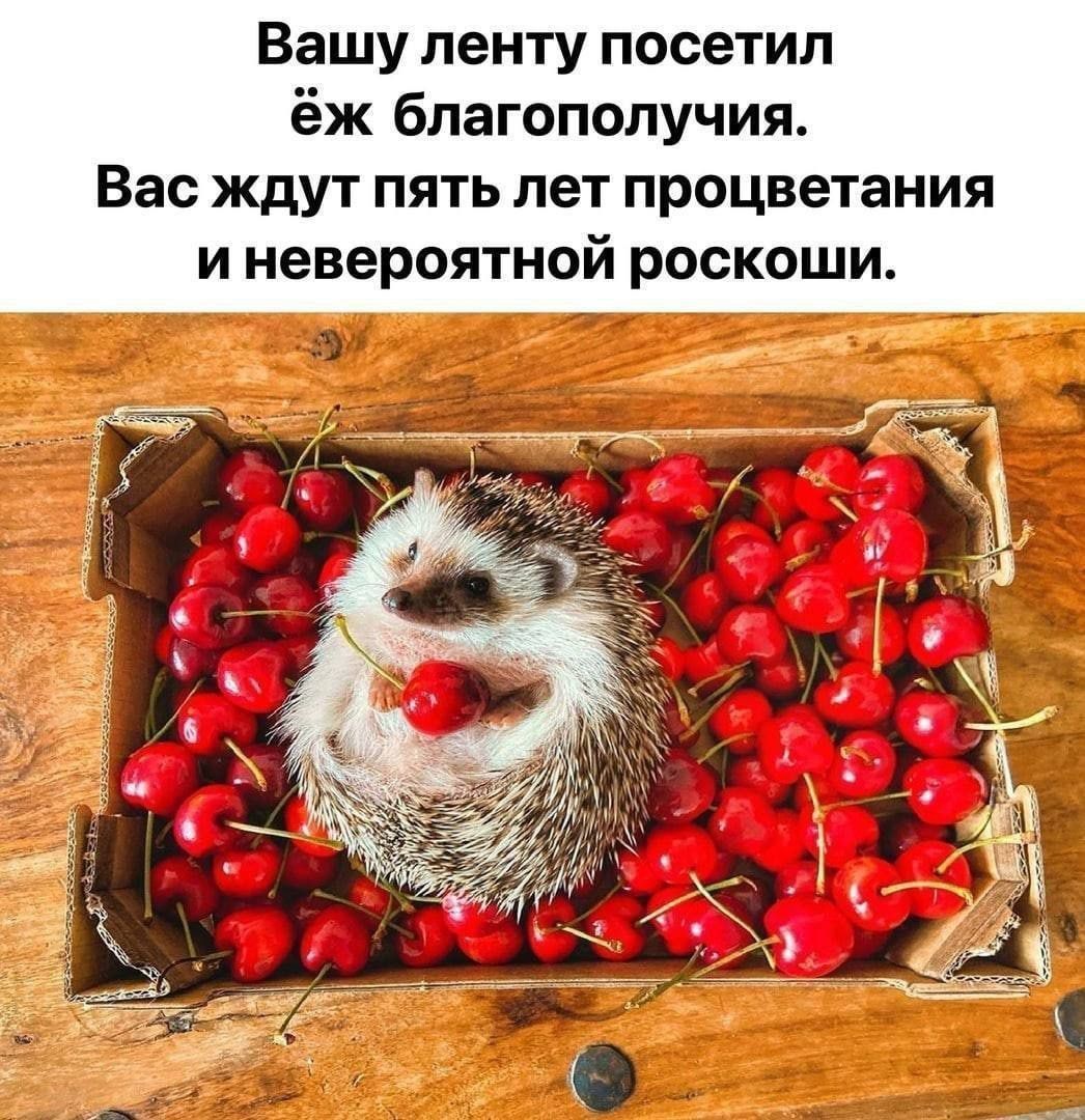 Вашу ленту посетил ёж благополучия.
Вас ждут пять лет процветания и невероятной роскоши.