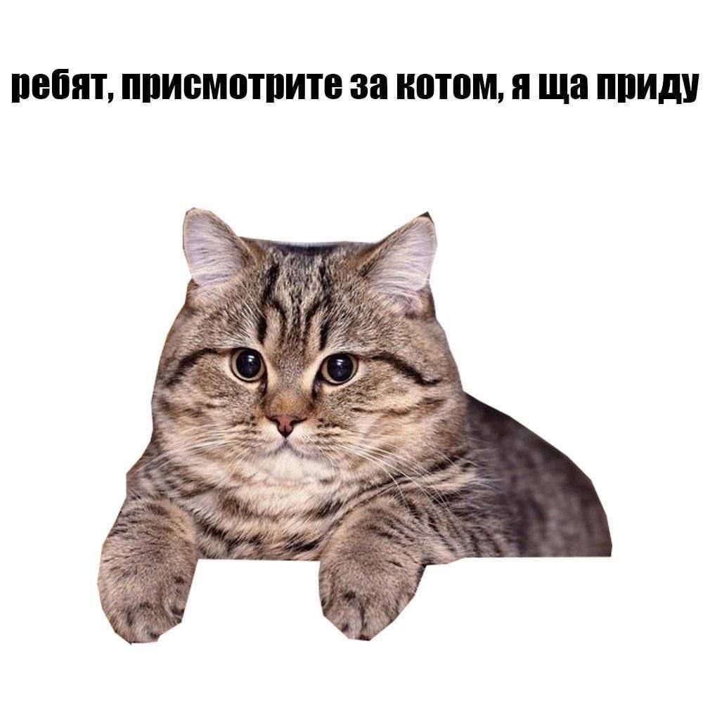 ребят, присмотрите за котом, я ща приду