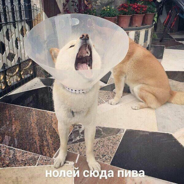 нулей сюда пива