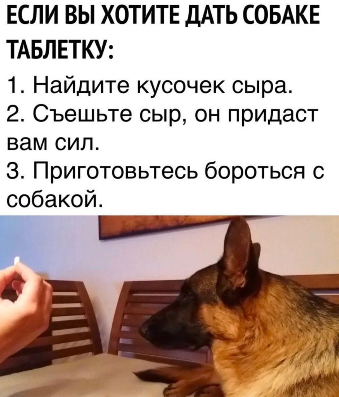 ЕСЛИ ВЫ ХОТИТЕ ДАТЬ СОБАКЕ ТАБЛЕТКУ:
1. Найдите кусочек сыра.
2. Съешьте сыр, он придаст вам сил.
3. Приготовьтесь бороться с собакой.