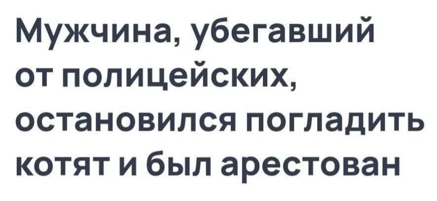 Мужчина, убегавший от полицейских, остановился погладить котят и был арестован
