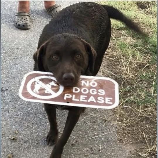 NO DOGS PLEASE