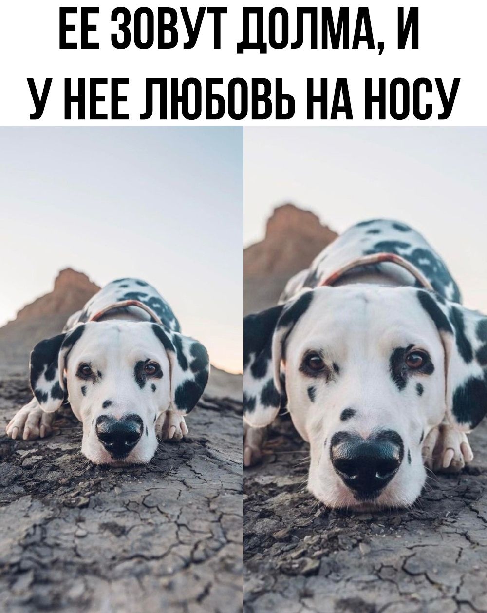 Её зовут Долма, и у неё любовь на носу