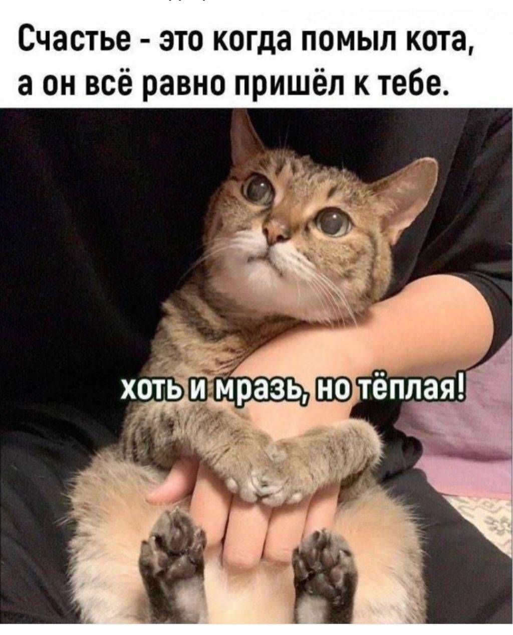 Счастье - это когда помыл кота, а он всё равно пришёл к тебе.
хоть и мразь, но тёплая!
