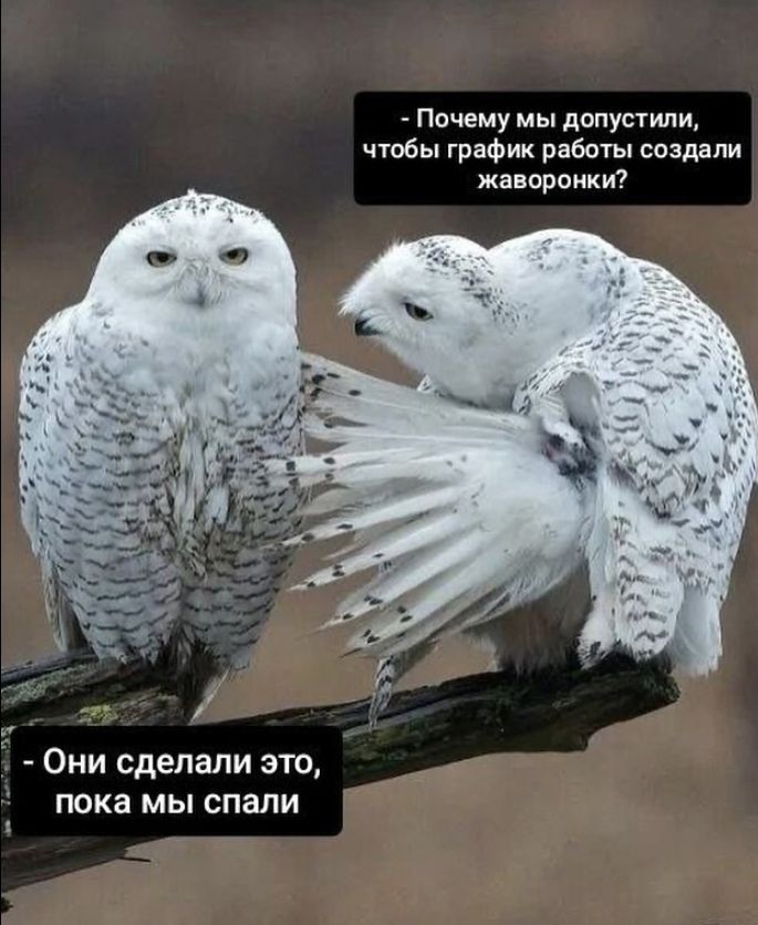 - Почему мы допустили, чтобы график работы создали жаворонки?
- Они сделали это, пока мы спали.