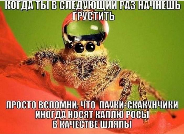 Когда ты в следующую раз начнёшь грустить
Просто вспомни, что пауки-скачкиники иногда носят каплю росы в качестве шляпы