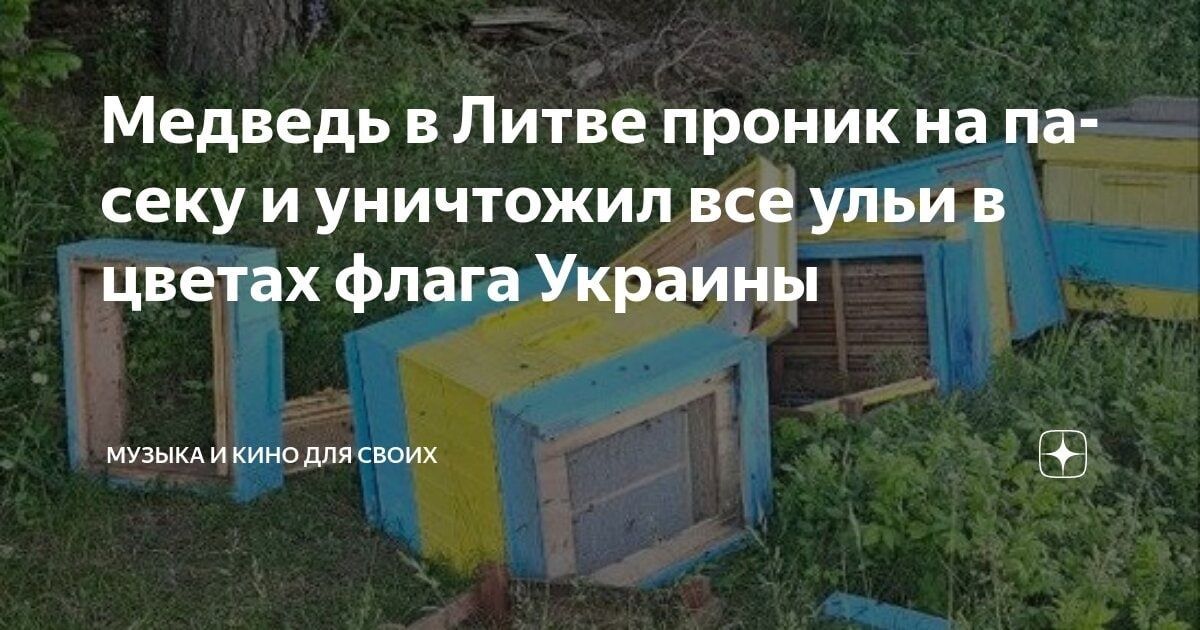 Медведь в Литве проник на пасеку и уничтожил все ульи в цветах флага Украины