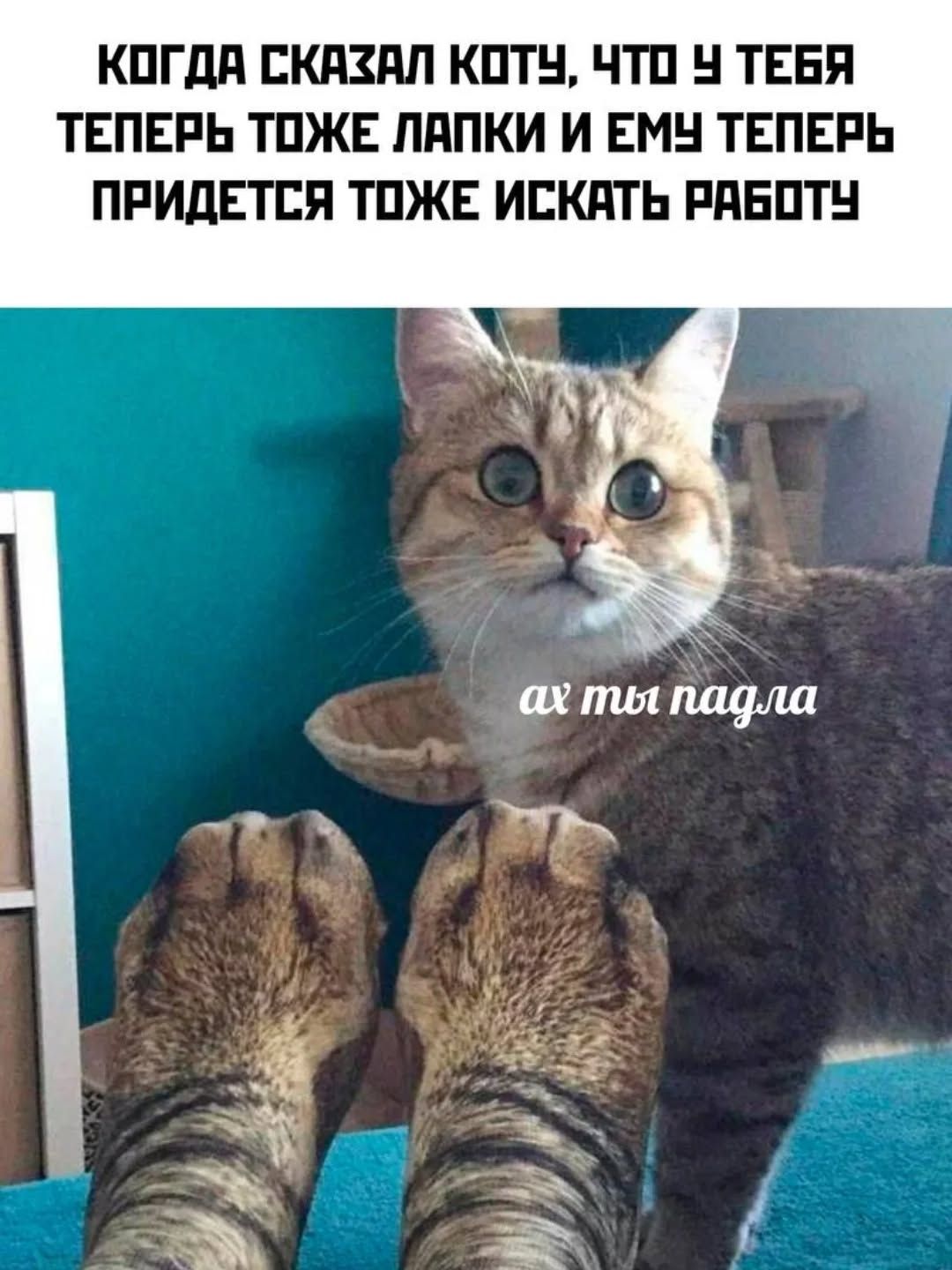 КОГДА СКАЗАЛ КОТУ, ЧТО У ТЕБЯ ТЕПЕРЬ ТОЖЕ ЛАПКИ И ЕМУ ТЕПЕРЬ ПРИДЕТСЯ ТОЖЕ ИСКАТЬ РАБОТУ
ах ты падла