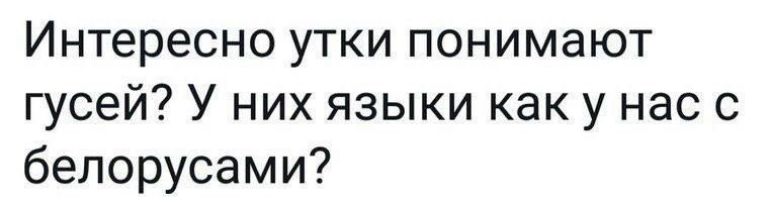 Интересно утки понимают гусей? У них языки как у нас с белорусами?