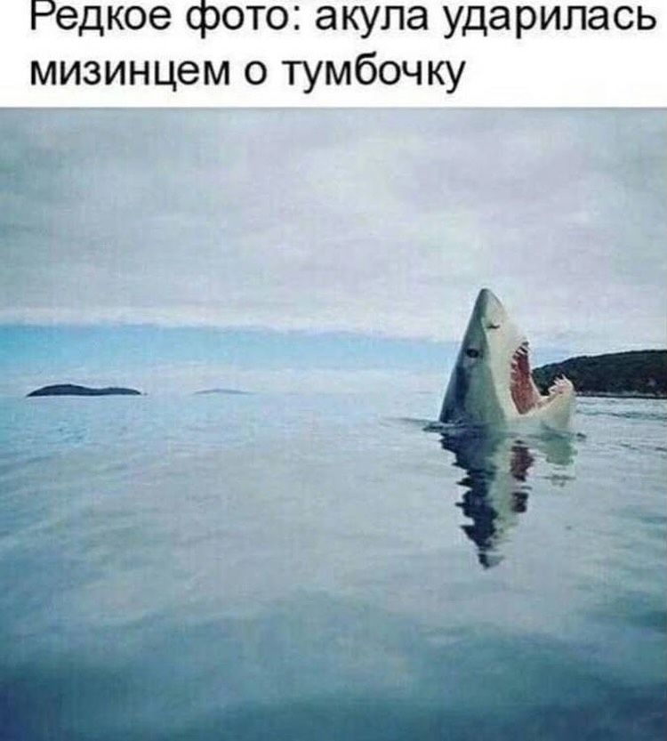Редкое фото: акула ударилась мизинцем о тумбочку