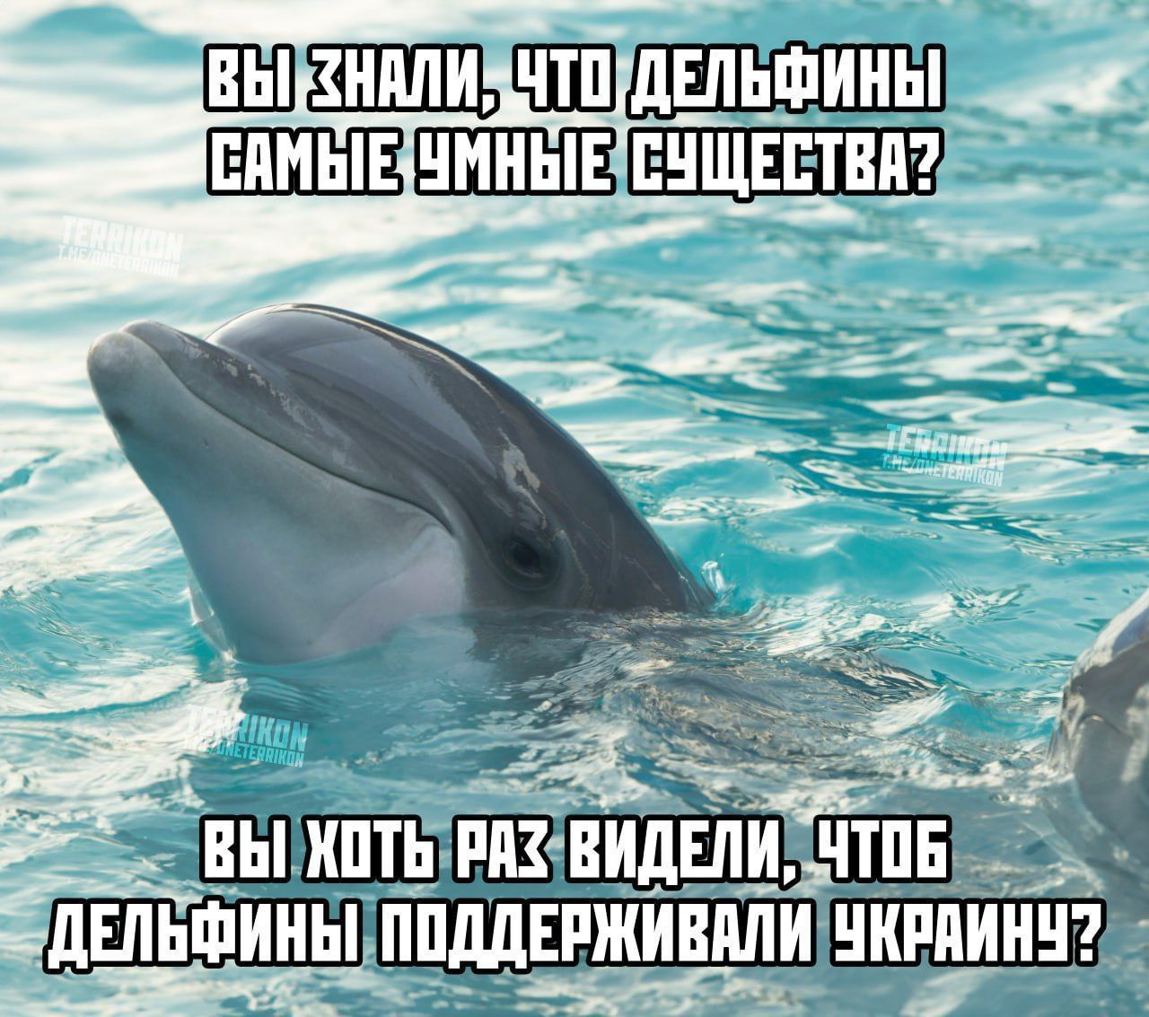 ВЫ ЗНАЛИ, ЧТО ДЕЛЬФИНЫ САМИЕ УМНЫЕ СУЩЕСТВА? ВЫ ХОТЬ РАЗ ВИДЕЛИ, ЧТОБ ДЕЛЬФИНЫ ПОДДЕРЖИВАЛИ УКРАИНУ?