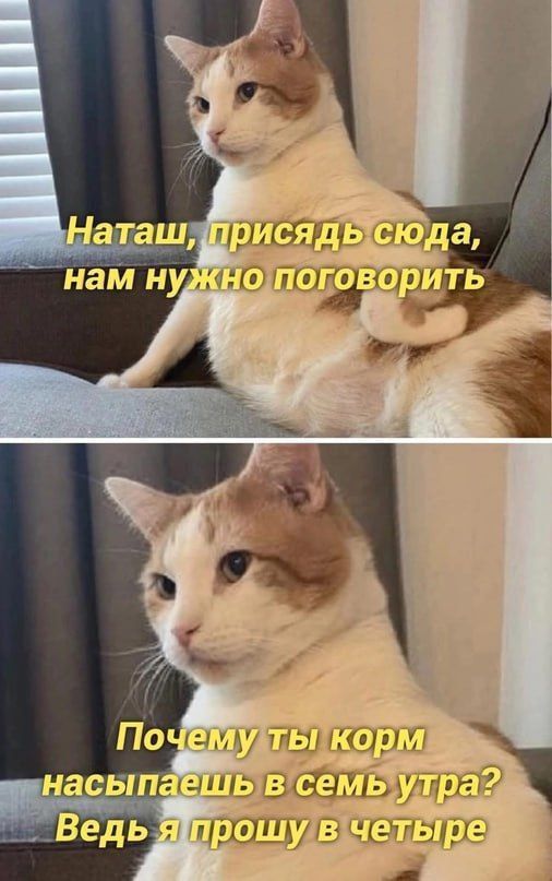 Наташ, присядь сюда, нам нужно поговорить
Почему ты корм насыпаешь в семь утра? Ведь я прошу в четыре
