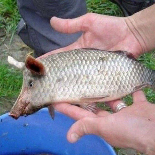 На фотографии изображена рыба, у которой голова и уши свиньи.