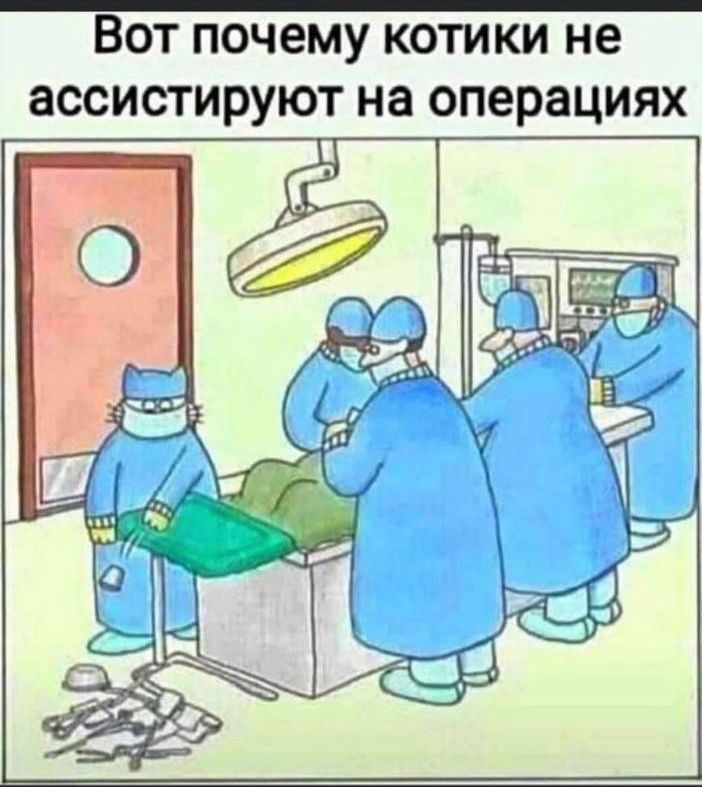 Вот почему котики не ассистируют на операциях