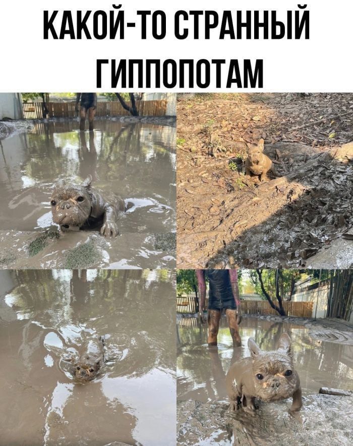 КАКОЙ-ТО СТРАННЫЙ ГИППОПОТАМ