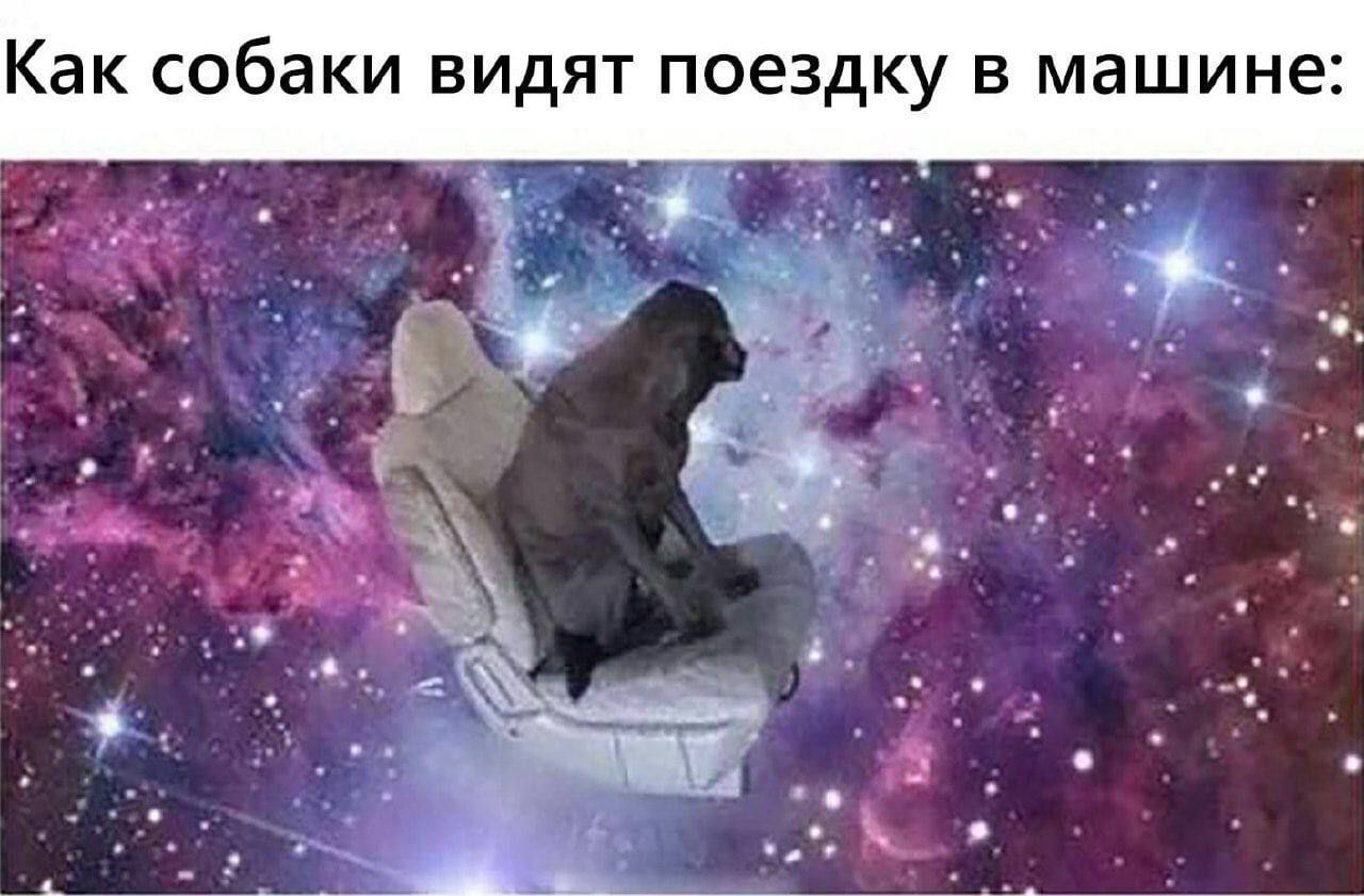 Как собаки видят поездку в машине: