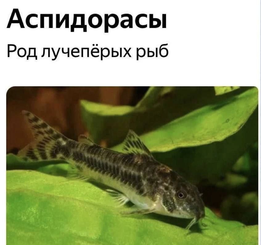 Аспидорасы
Род лучепёрых рыб