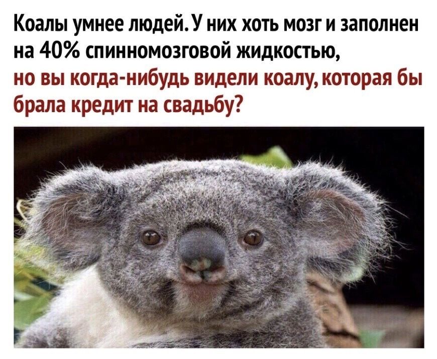 Коалы умнее людей. У них хоть мозг и заполнен на 40% спинномозговой жидкостью, но вы когда-нибудь видели коалу, которая бы брала кредит на свадьбу?
